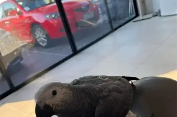 Lost African Grey Parrot - $200 Reward!