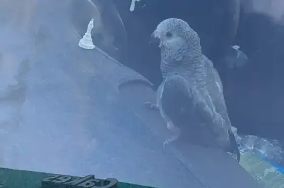 Lost Grey Parrot in Bundoora Square