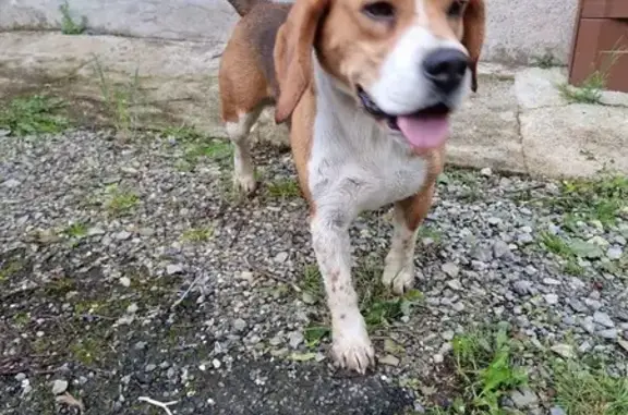 Chien perdu Cognac-la-Forêt, photo : Beagle perdu à Cognac-la-Forêt