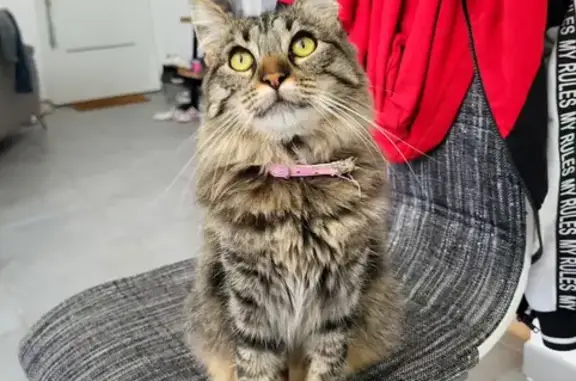 Chat perdu, Laruscade, photo: Chatte perdue à Laruscade, aidez-nous !