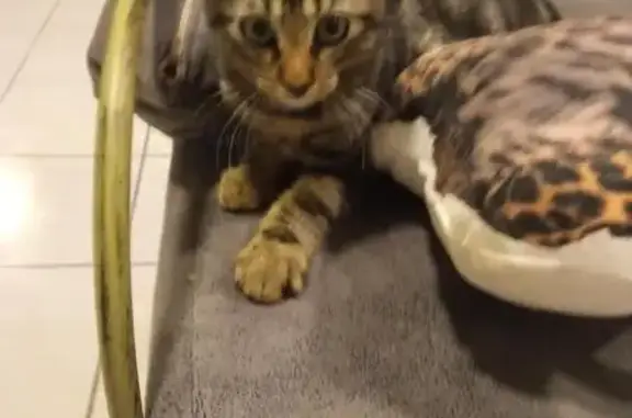Chaton tigré trouvé à Narbonne - photo