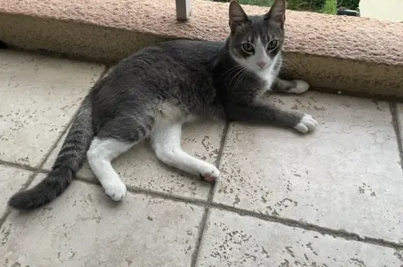 Chat perdu à La Trinité : Grizou gris/blanc - photo