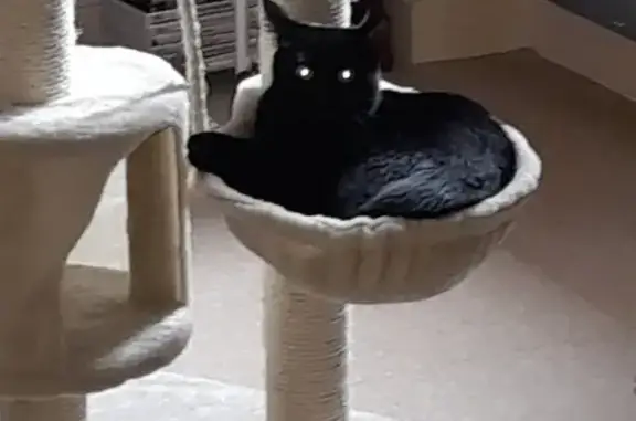Animaux perdus Lantic, photo: Chatte noire 1 an perdue à Lantic