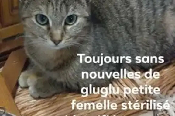 Chat perdu, Blendecques, photo: Chatte tigrée 1 an perdue à Blendecques