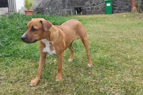 Chien blessé trouvé à La Possession - photo