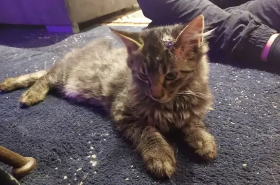 Chatte grise tigrée trouvée à Bourges - photo