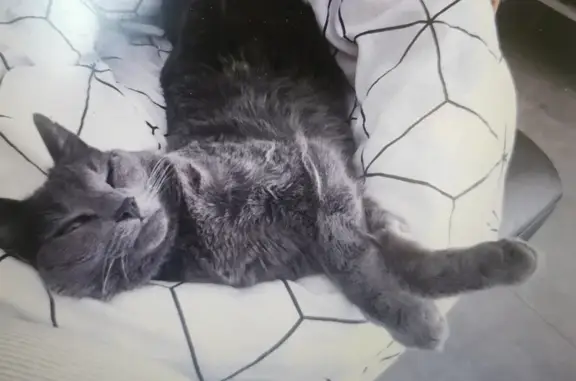 Animaux perdus La Valette-du-Var, photo: Chat gris disparu à La Valette-du-Var