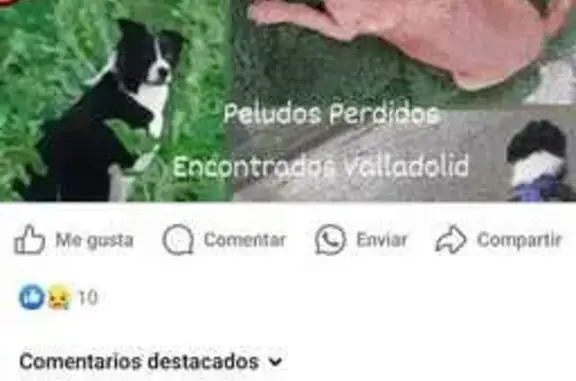 ¡Perros Perdidos en Tudela de Duero!