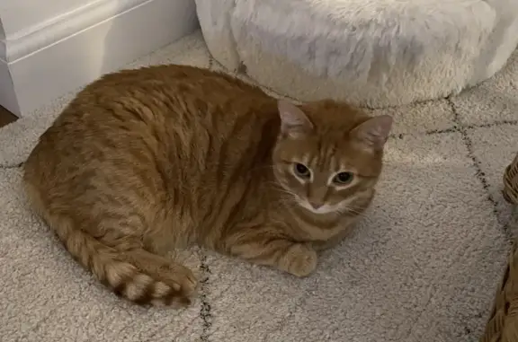 Animaux perdus Sotteville-lès-Rouen, photo: Chatte rousse disparue à Sotteville