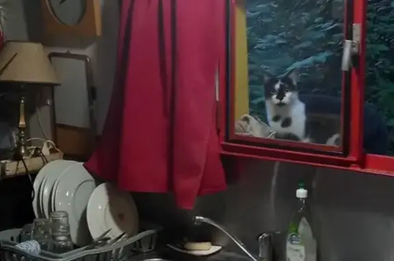 Chat mâle noir et blanc trouvé à Auzeville - photo