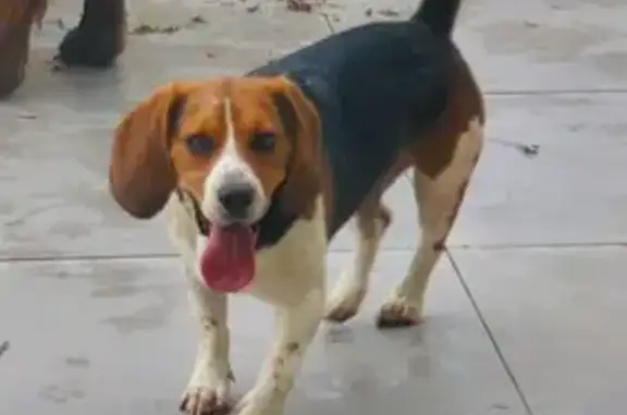 Beagle mâle sociable trouvé à Belleville - photo