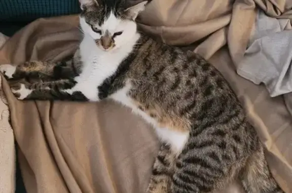 Chat perdu, Lambersart, photo: Chatte disparue à Lambersart