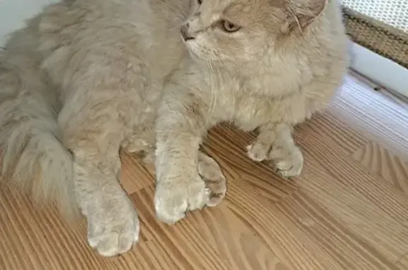 Lost Tan Cat: Double Paws, Curly Tail