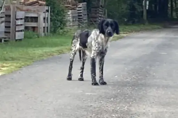 Chien craintif trouvé aux Eyzies - photo