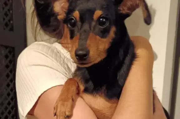 Chiot pinscher trouvé pont Joffre Perpignan - photo