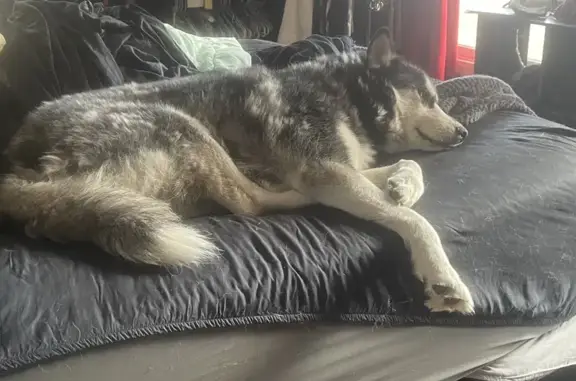 Lost Siberian Husky: Blue-Eyed Denali