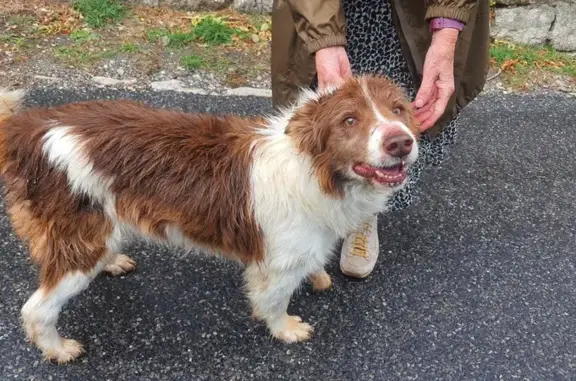 Animaux trouvés , photo: Chien blessé trouvé à Railleu