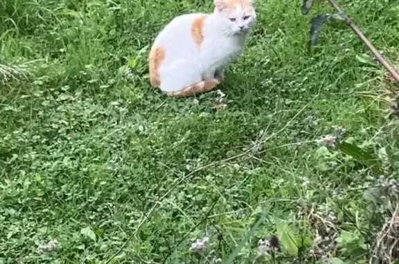 Chat errant repéré Impasse d'en Ricard - photo