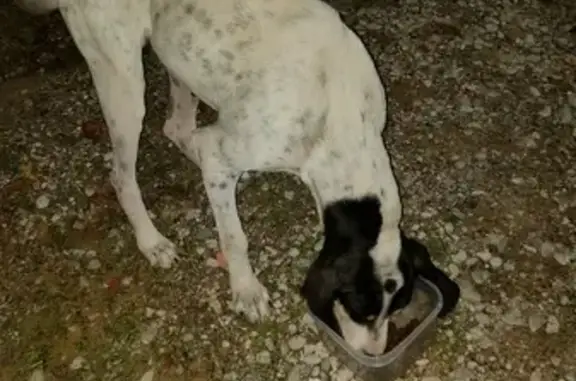 Chien Ariégeois blanc/noir trouvé à Mérindol - photo