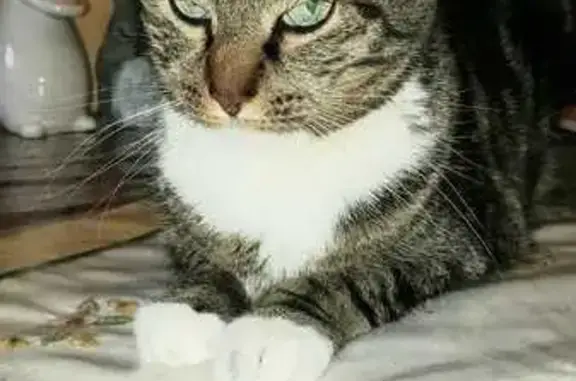 Chat perdu, Reichstett, photo: Chat d'intérieur perdu à Reichstett