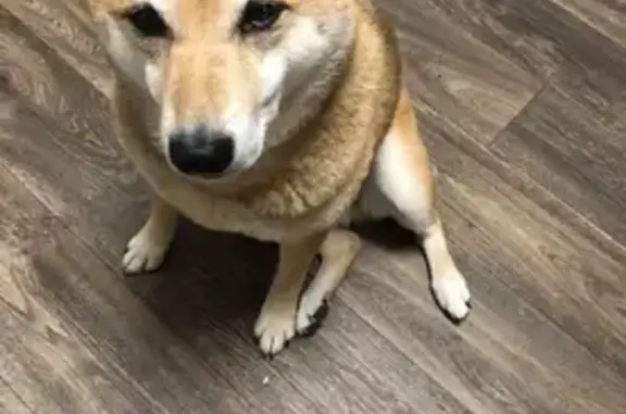 Lost Shiba Inu: Help Find Riley in GA!