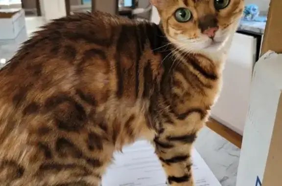 Bengal Cat Missing in Manchester-by-the-Sea