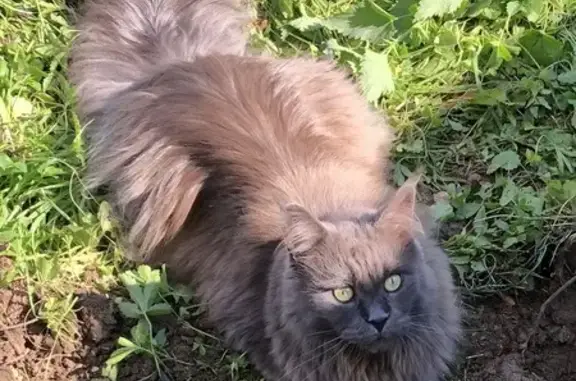 Animaux perdus , photo: Chatte Main Coon bleue disparue, Loisy-sur-Marne