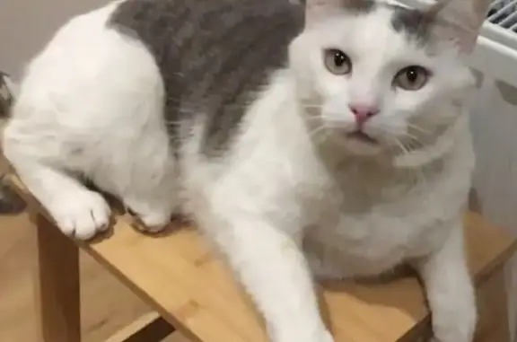 Animaux perdus Aubière, photo: Chat blanc tacheté gris disparu à Aubière