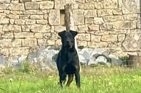 Chien perdu, craintif, collier, Argentat - photo