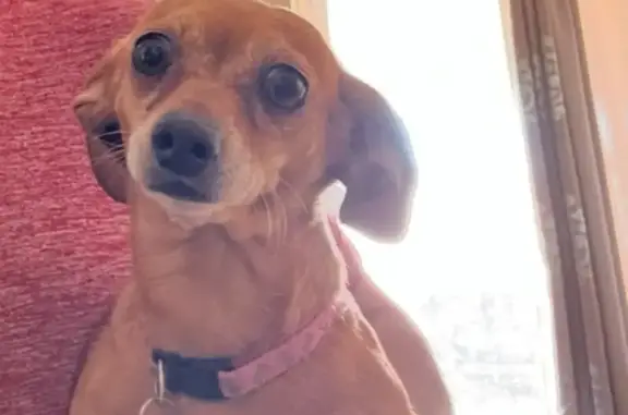 Help Find Our Lost Chihuahua in Vegas!