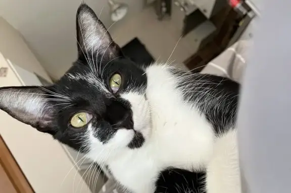 Chat perdu, , photo: Petit chat de 6 mois disparu à Pietracorbara