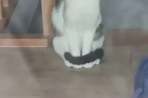 Chat perdu, Ribérac, photo: Chat mâle peureux perdu à Ribérac