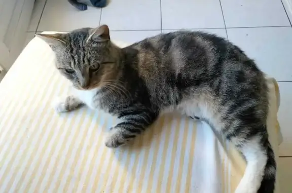Chat mâle trouvé, 1 an, Drancy, rue L. Michel - photo