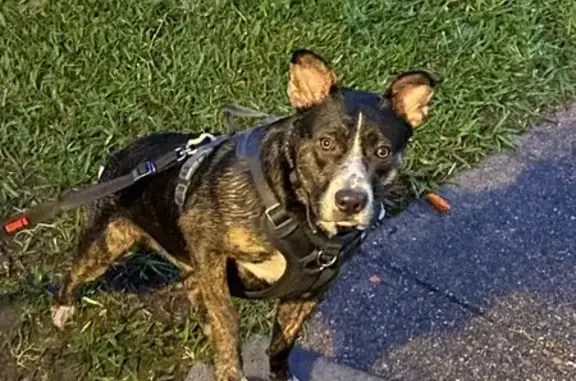 Lost Pit Bull Mix: Black with Brown Paws