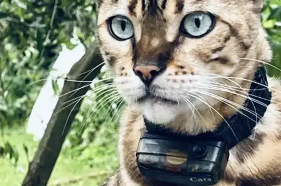 Chat perdu, , photo: Chat perdu avec collier, St-Pierre-de-Manneville