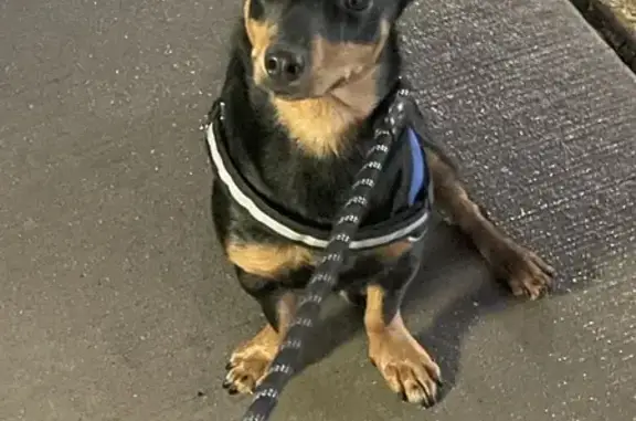 Black and tan male dog. Approx 20 lbs. Looks like a dachshund-corgi mix. Jax.