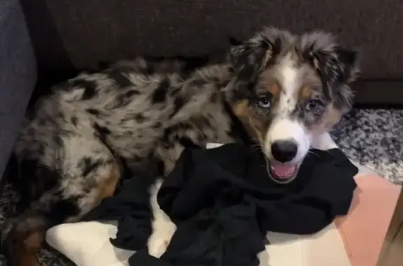 Lost Male Aussie Shepherd in Payson