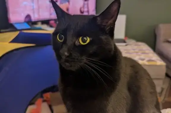 Lost Black Cat: Green Eyes, 2nd Floor Fall