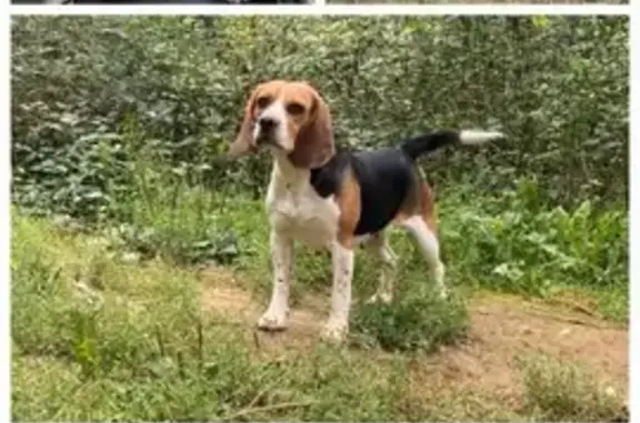 Beagle femelle Zouzou disparue à Beauregard - photo