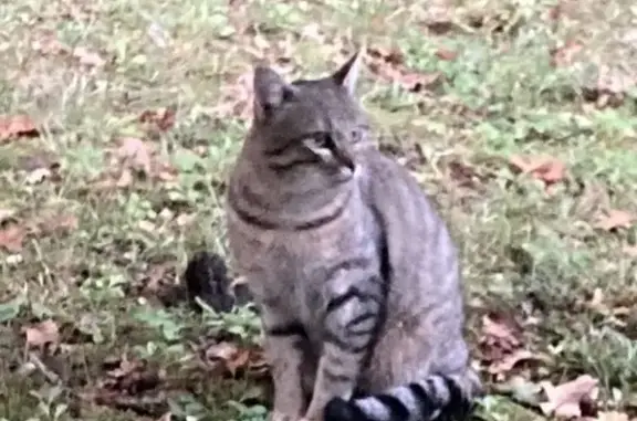 Chat tigré mâle trouvé à Cambes - photo