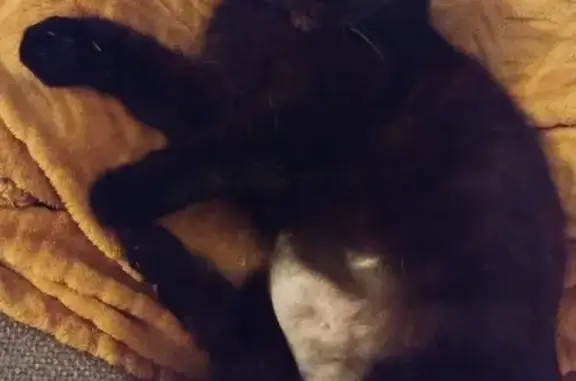 Chat perdu, La Rochelle, photo: Chatte noire perdue, Chemin Bonnodeau 12
