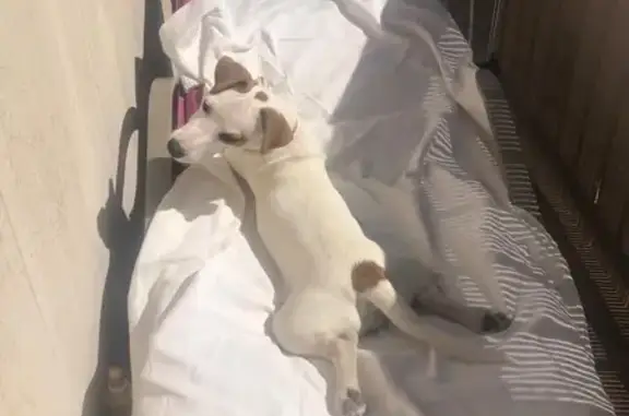 Chien perdu , photo : Jack Russell perdu à Orvault, mâle 5 ans
