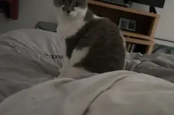 Chat perdu, , photo: Blanquette, chat gris et blanc perdu