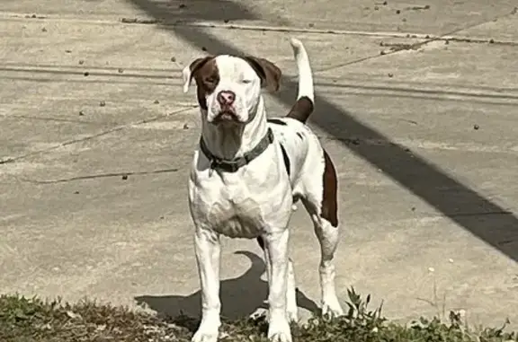 Friendly Brown & White Pitbull Found!