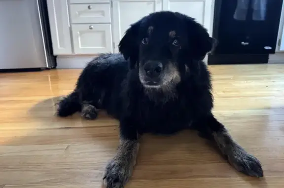 Found: Sweet Senior Pup, Pink Collar