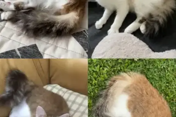 Animaux perdus Manéglise, photo: Chat tigré disparu à Manéglise
