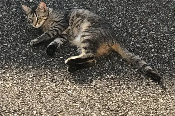 Chat mâle tigré perdu à Fures - photo