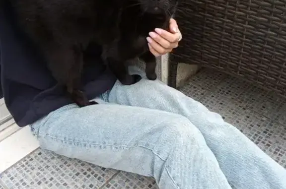 Chatte noire trouvée, 1 an, très sociable - photo