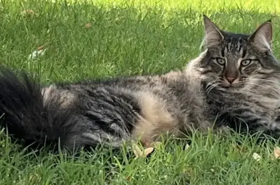 Chat perdu, , photo: Chat perdu, grand et mince, Mirmande
