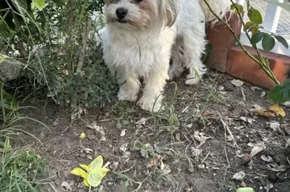 Friendly Shih Tzu/Bichon Missing in VA